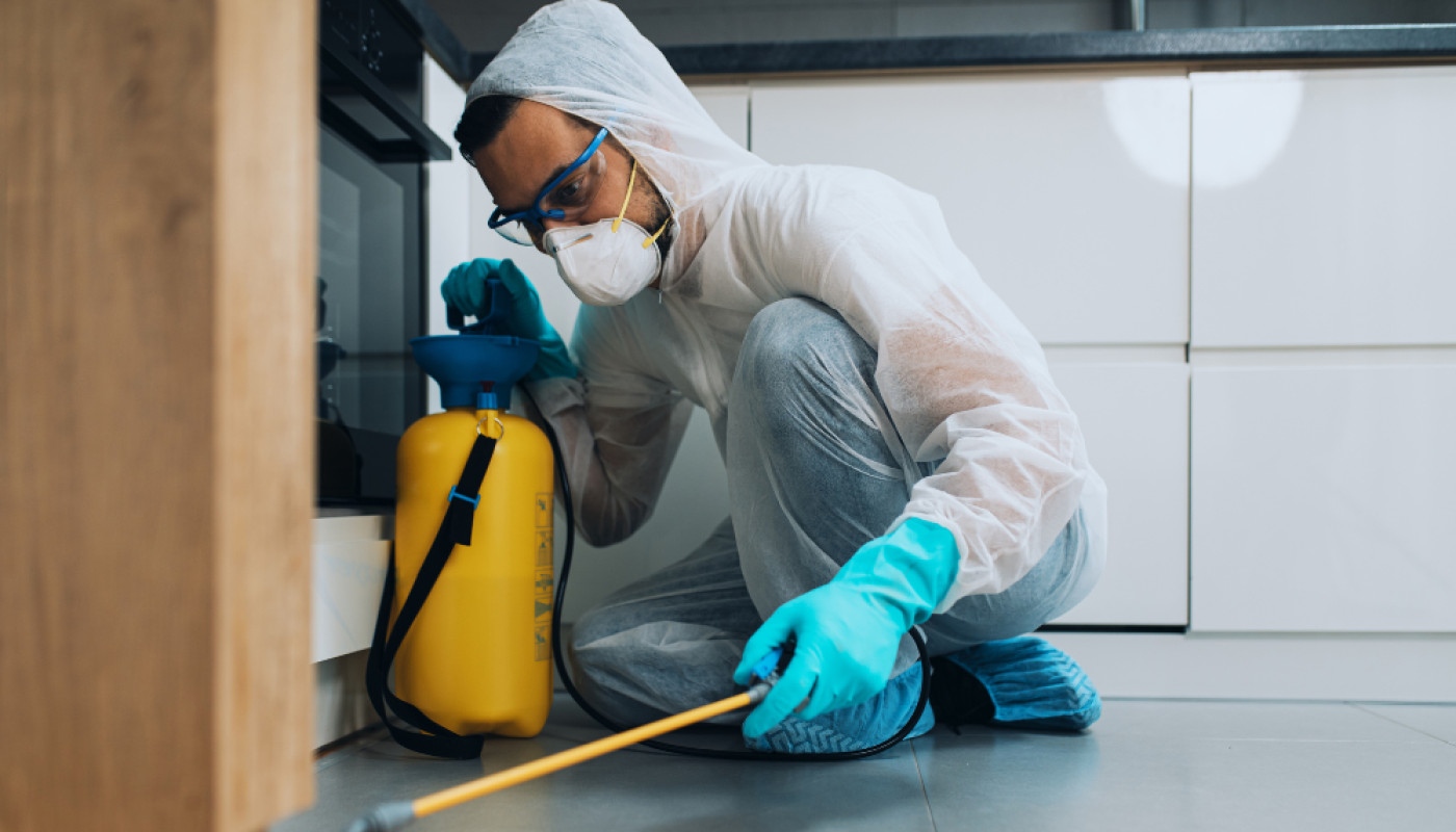 Dératiseur à Nîmes : à qui faire confiance ?